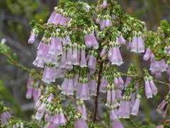 Erica diaphana