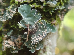 Leioderma pycnophorum