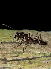 Odontomachus chelifer