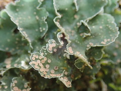 Leioderma pycnophorum