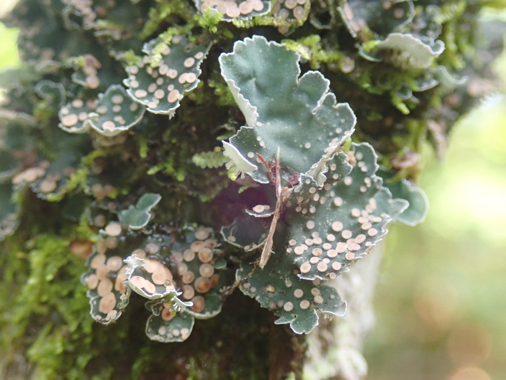 Leioderma pycnophorum