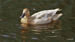 Anas platyrhynchos