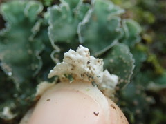 Leioderma pycnophorum