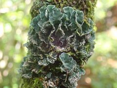 Leioderma pycnophorum