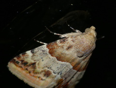 Eublemma delicata