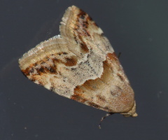 Eublemma delicata