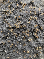 Trinervitermes trinervoides