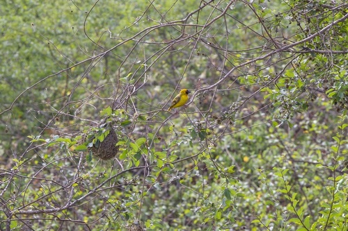 Rüppell's Weaver (Ploceus galbula), photo 5
