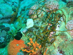 Bifurcariopsis capensis