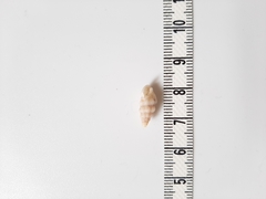 Cerithium vulgatum