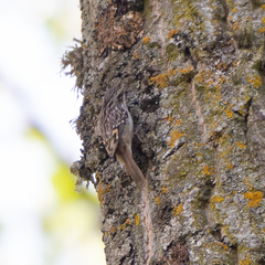 Certhia brachydactyla