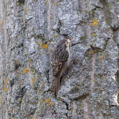 Certhia brachydactyla