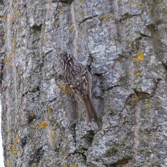 Certhia brachydactyla