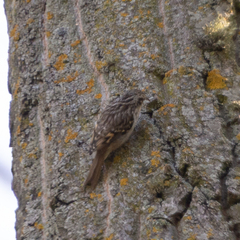 Certhia brachydactyla