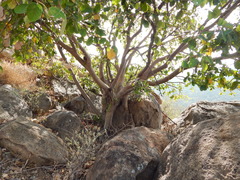 Ficus mollis