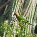 Brown-throated Parakeet (Aruba) - Photo (c) Alexander Yates, some rights reserved (CC BY)