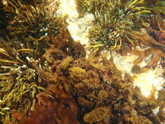 Brassicophycus sisymbrioides