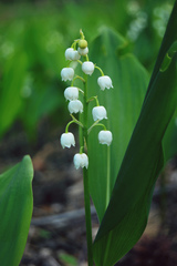 Convallaria majalis