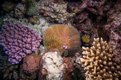 Fungia fungites