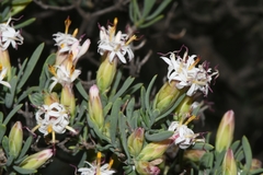 Pteronia leptospermoides