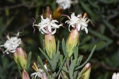 Pteronia leptospermoides