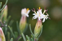 Pteronia leptospermoides