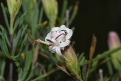 Pteronia leptospermoides
