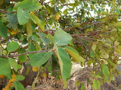 Ficus mollis