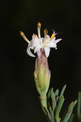 Pteronia leptospermoides