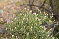 Pteronia leptospermoides