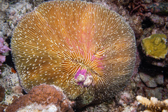 Fungia fungites
