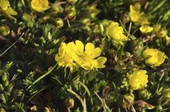Potentilla pusilla