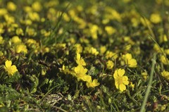 Potentilla pusilla