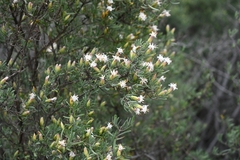 Pteronia leptospermoides