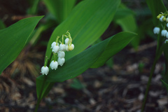 Convallaria majalis
