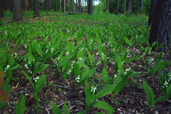 Convallaria majalis
