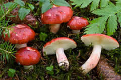 Russula rhodopus