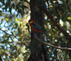 Platycercus icterotis icterotis