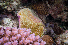 Fungia fungites