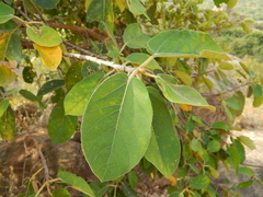 Ficus mollis