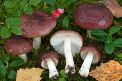 Russula nitida