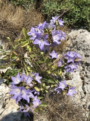 Campanula versicolor tenorei