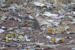 Catharus occidentalis