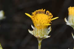 Senecio cinerascens