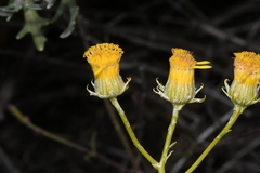 Senecio cinerascens