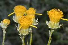 Senecio cinerascens
