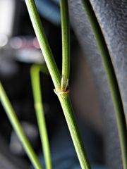 Orianthera nuda