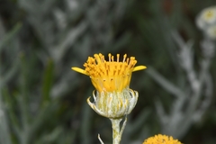 Senecio cinerascens