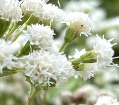 Ageratina