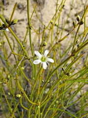Orianthera nuda